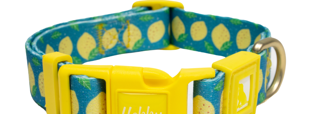 Patterned Dog Collar
