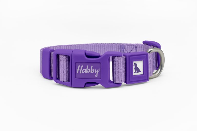 25mm Basic Dog Collar Purple
