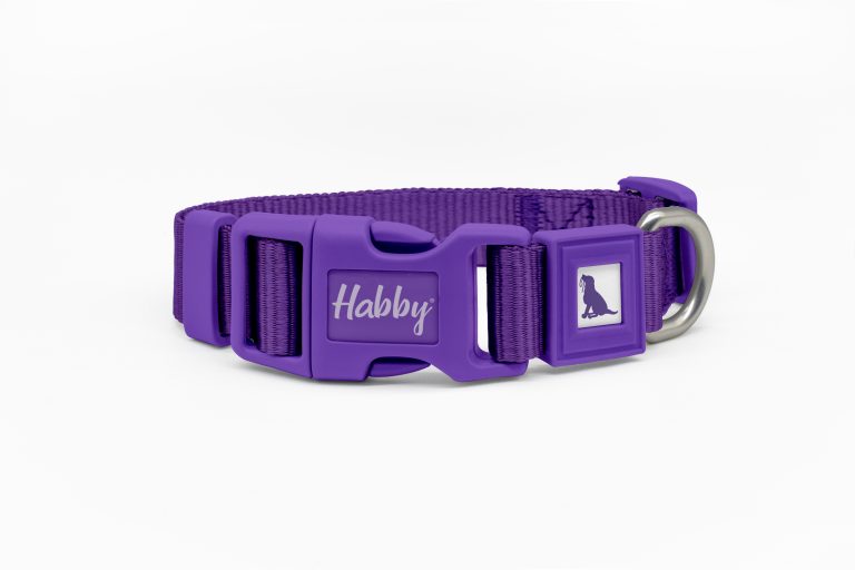 25mm Basic Dog Collar Purple