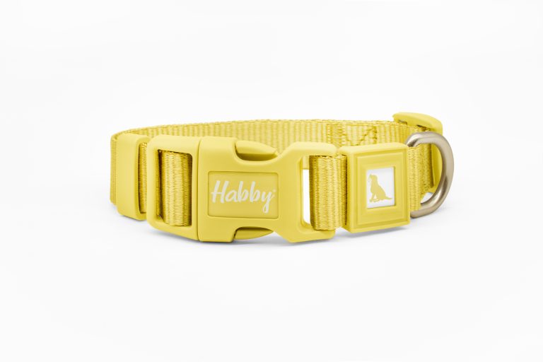 Butter Yellow Dog Collar