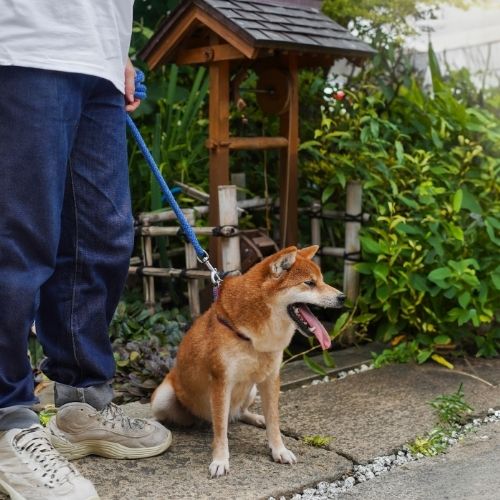Rope Dog Leash