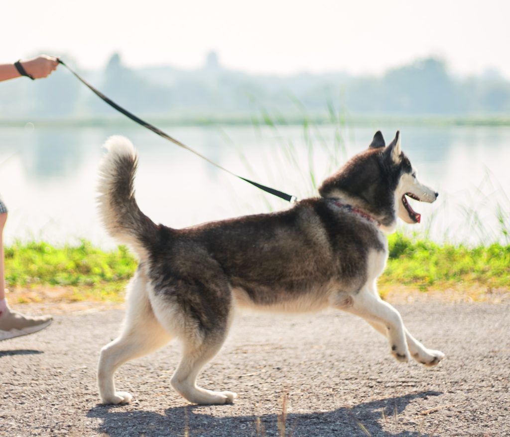 Heavy Duty Dog Leash