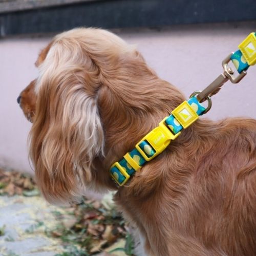 Patterned Dog Leash