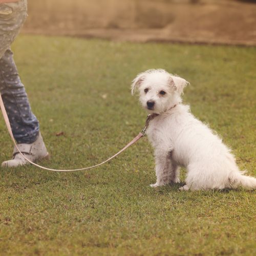 Polyproblene Dog Leash