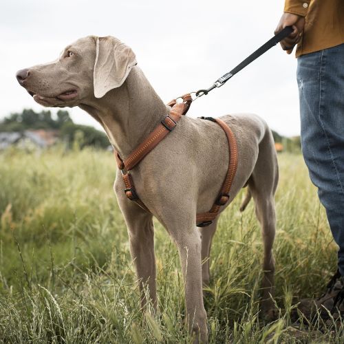 Reflective Dog Harnesses