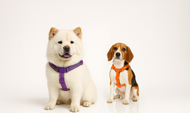 Reflective vs Non-Reflective Pet Collars-Which Type Is Best for Your Pet?