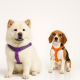 Reflective vs Non-Reflective Pet Collars-Which Type Is Best for Your Pet?