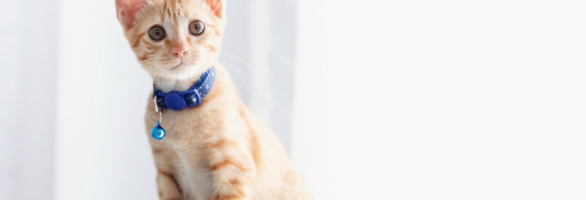 Why Adjustable Cat Collars Offer the Best Fit and Comfort for Every Feline
