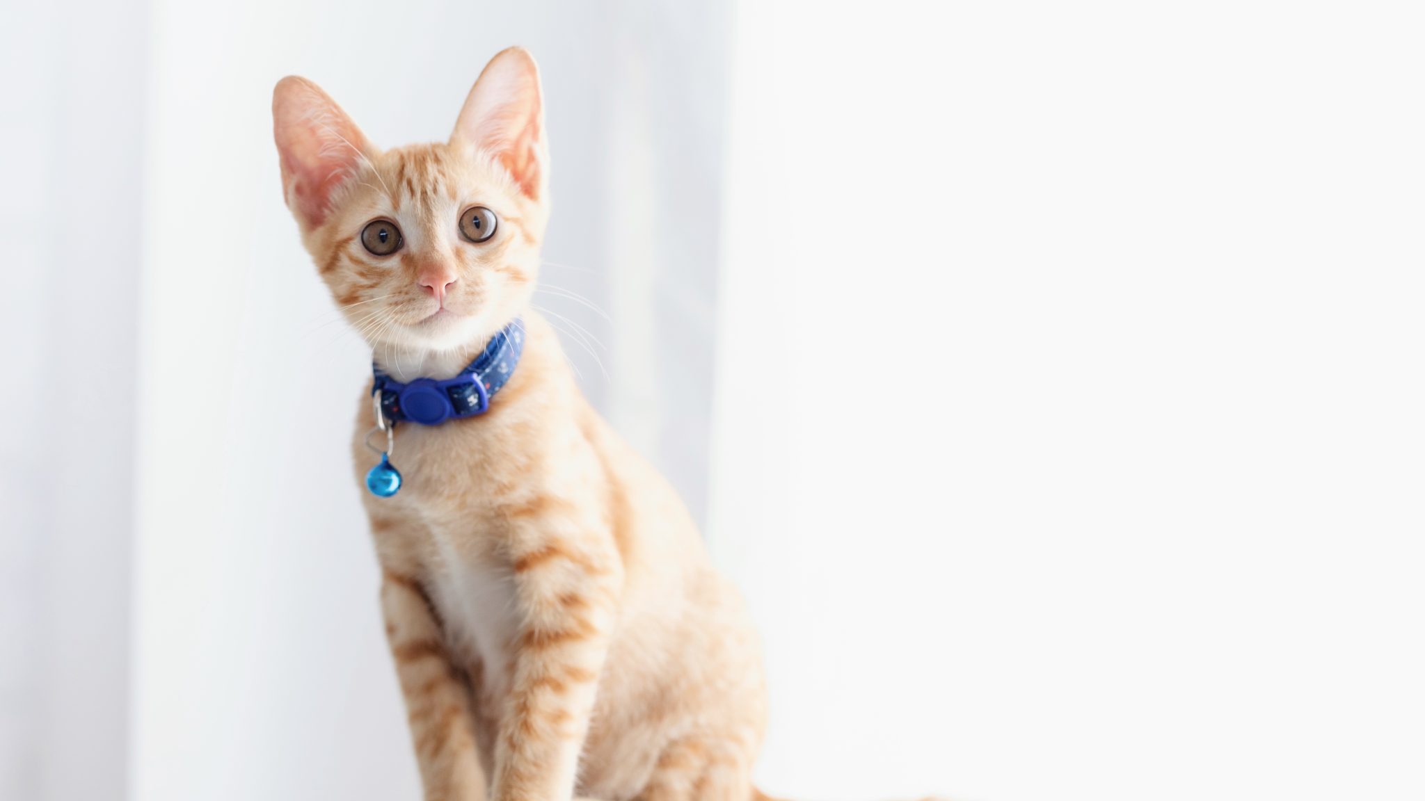 Why Adjustable Cat Collars Offer the Best Fit and Comfort for Every Feline