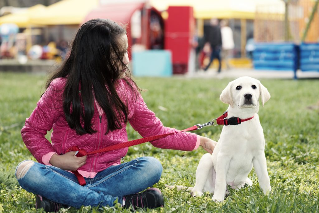 Which is better for my dog-a collar or a harness?