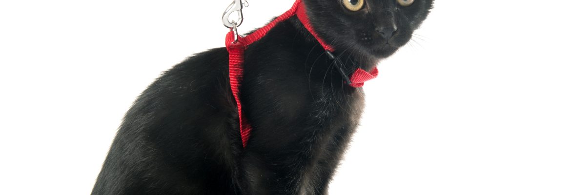 Why Breakaway Buckles Are Essential for Cat Collars