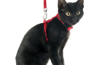 Why Breakaway Buckles Are Essential for Cat Collars