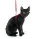 Why Breakaway Buckles Are Essential for Cat Collars