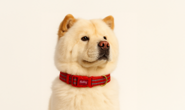 Why Reflective Dog Collars Matter