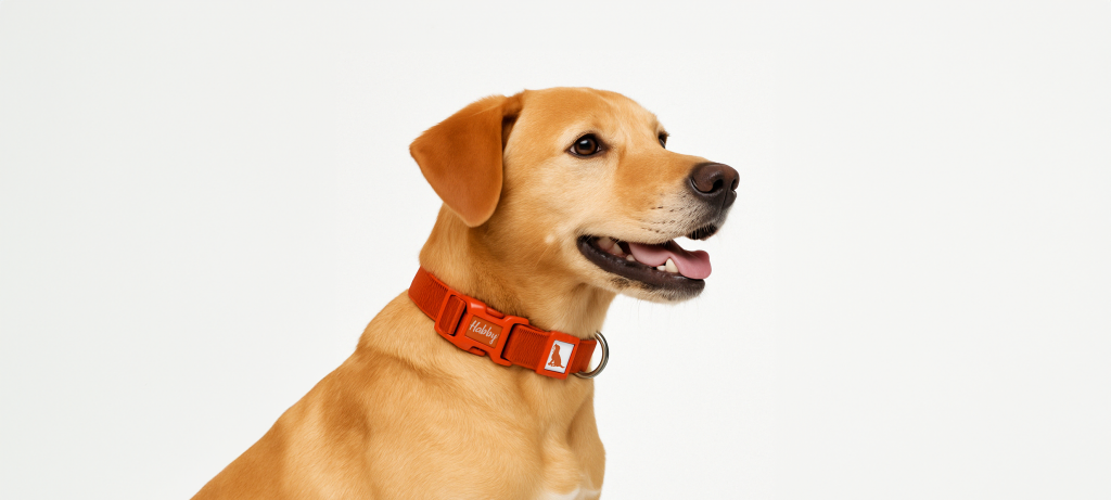 Why should every pet brand offer a basic dog collar?