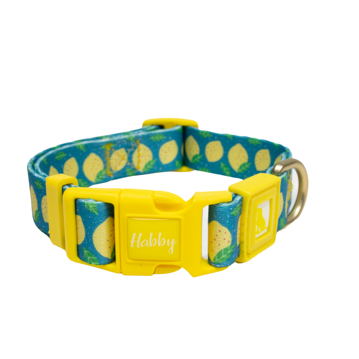 Patterned Dog Collar