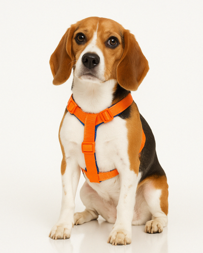 Why Heavy Duty Dog Collars Are Essential for Active and Strong Dogs