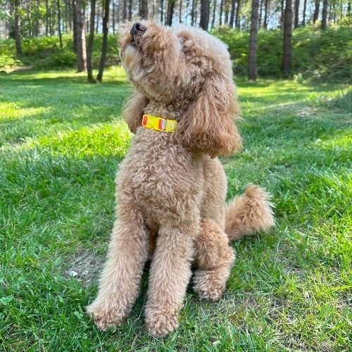 Patterned Dog Collar