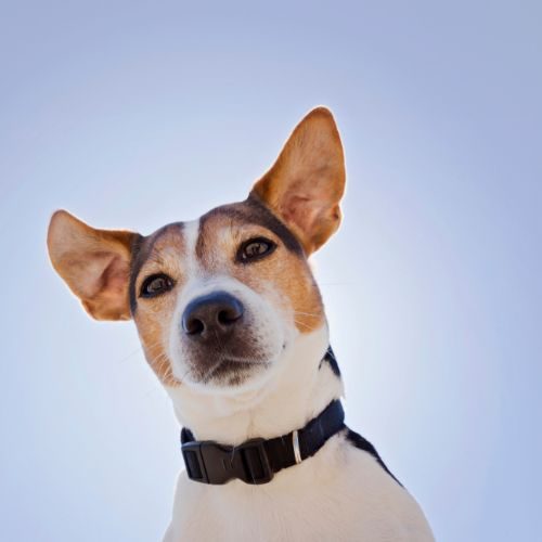 Polyproblene Collar